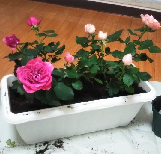 ガーデニング初心者 がバラの苗を植え替えしました さっぱり生活